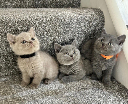 Gorgeous British shorthair kittens