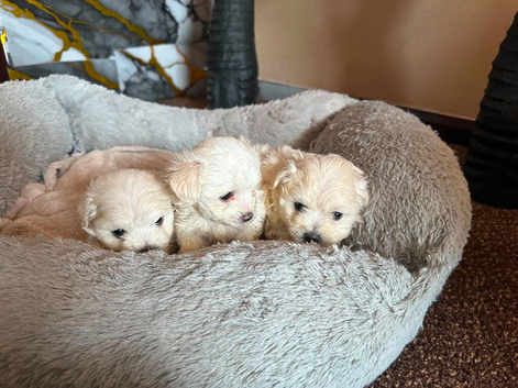Maltese puppies