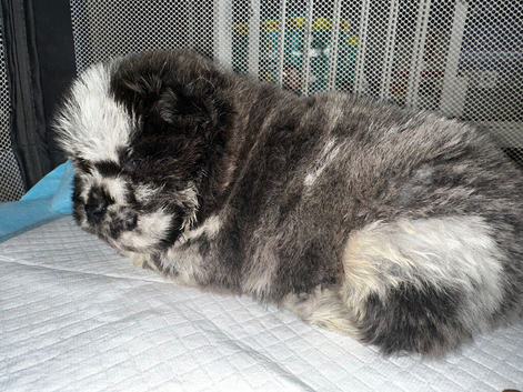 Exotic rare colour  bear face chow chow puppies