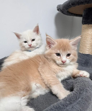 MAINE COON