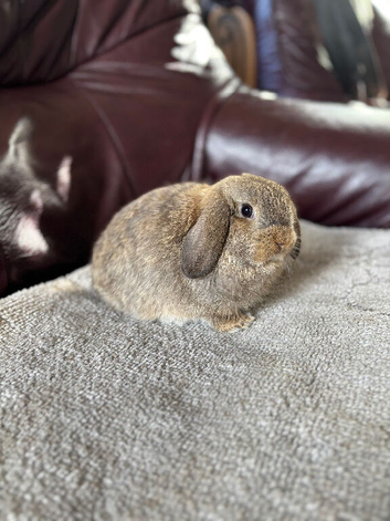 Mini lop boy
