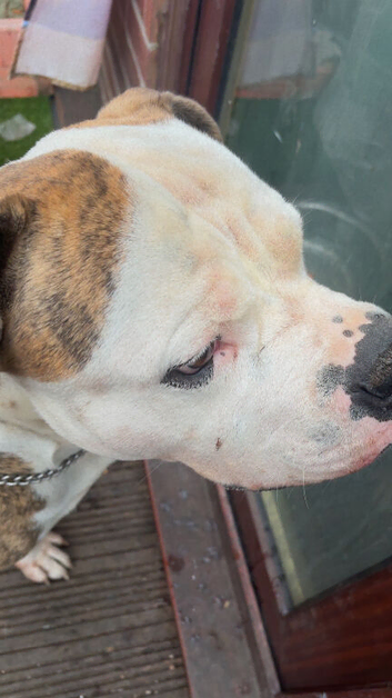 American bulldog