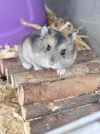 Mixed sex Russian dwarf