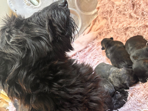 Scottish Terrier X West Highland Terrier