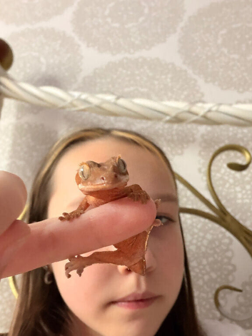 Crested gecko Belfast