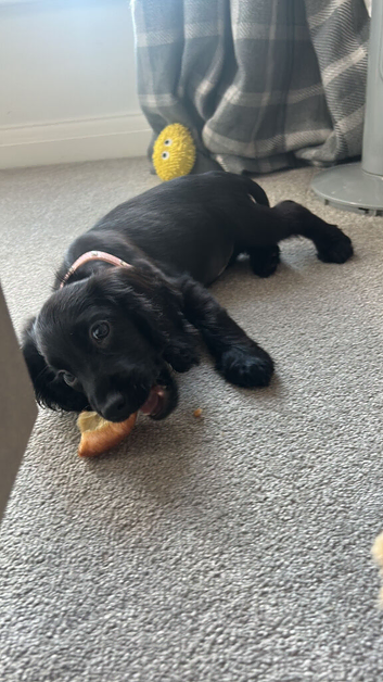 Black cocker spaniel