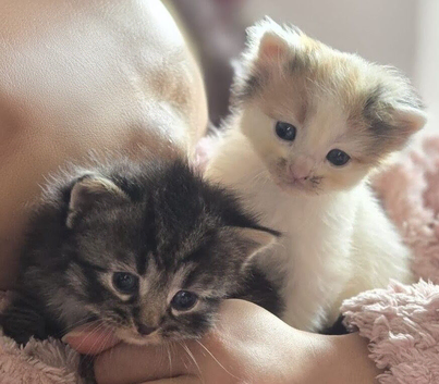Siberian kittens