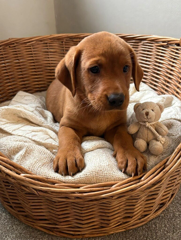 Labrador pups health tested