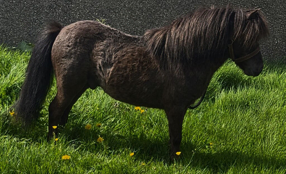 Beautiful mini Shetland stallion