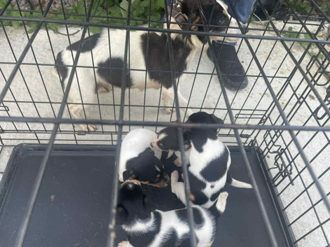 2 male pure jack Russell