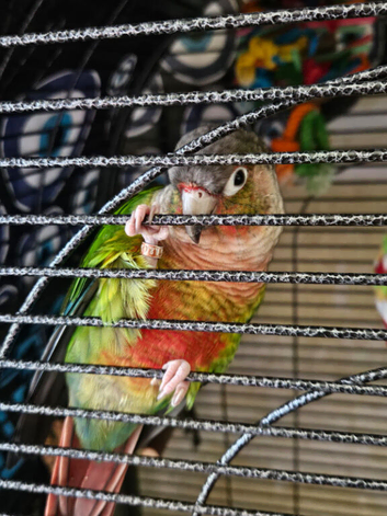 Green conure
