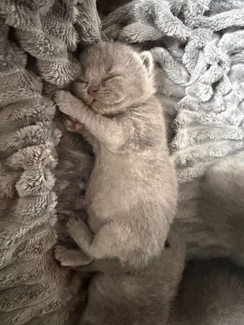Stunning British shorthaired kittens from champion bloodlines