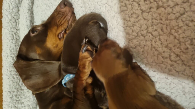 Mini dachshunds