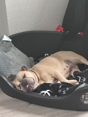 Re home my French bulldog