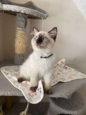 GCCF Ragdoll Kittens