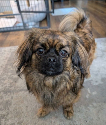 Pomeranian X