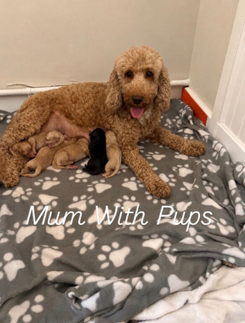 F2b Cockapoo Puppies READY NOW !! Merle Carriers