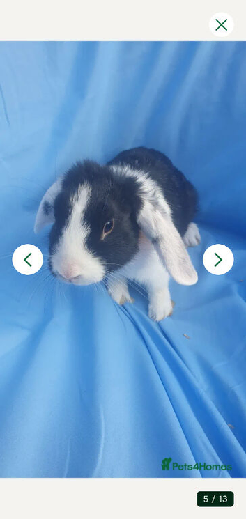 Baby rabbits mini lop