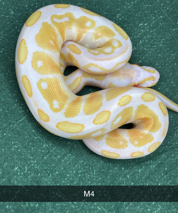 2026 ball python hatchings