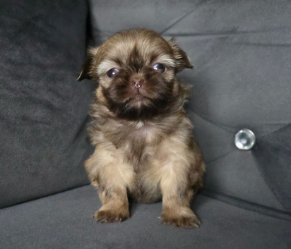 Beautiful Shih Tzu Puppies - 1 girl left