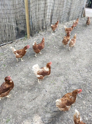 Brown hens