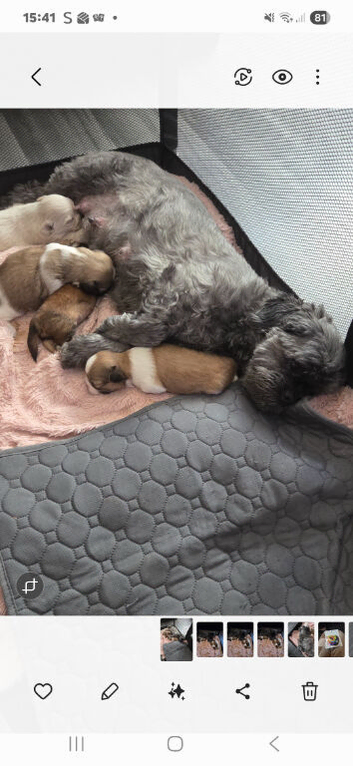 Shih tzu puppys
