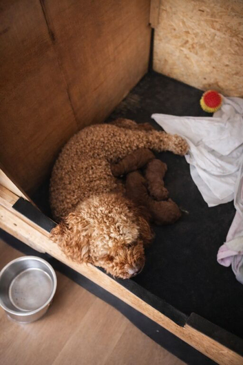 Minature labradoodle