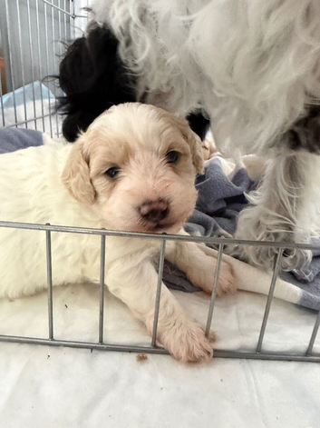 Maltese x havenese X poodle