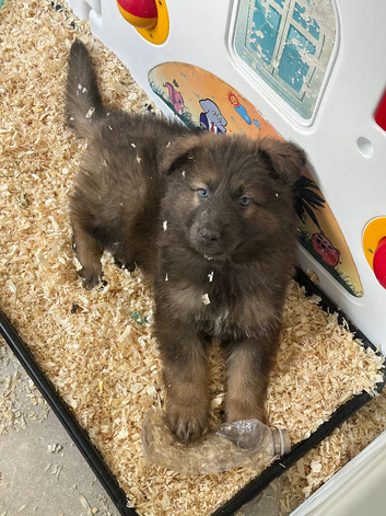 German shepherd puppies