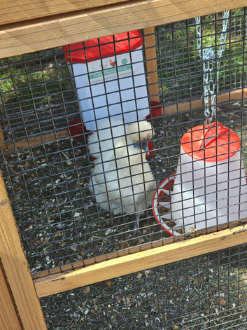 Silkie hens