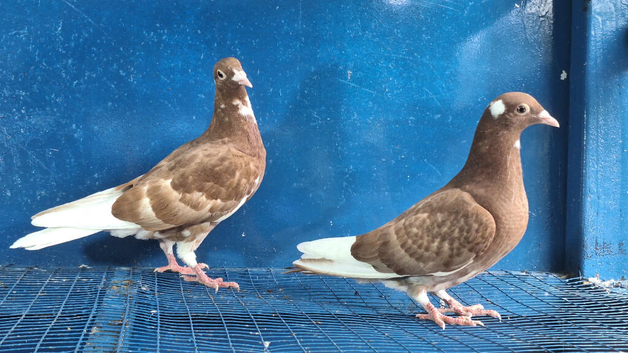 Muleman young birds