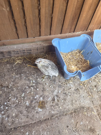 Japanese quails
