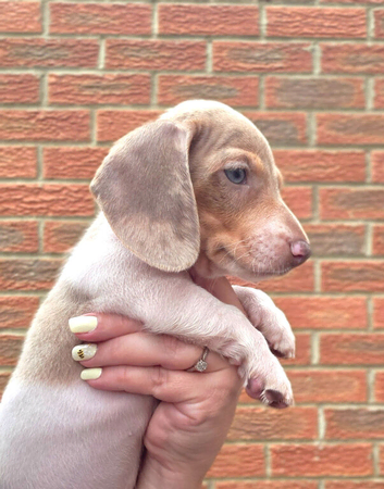 Pieblad stunning miniature dachshund