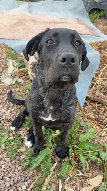 Cane corso
