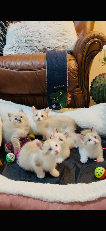 5 cross ragdoll