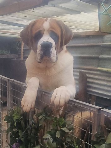 St Bernard boy for sale