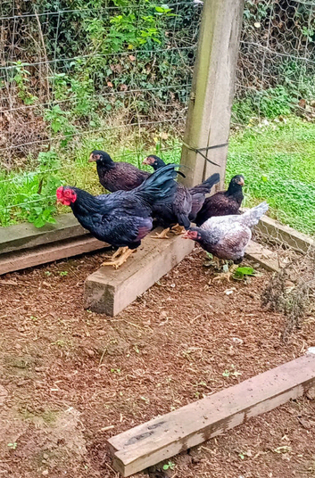 Cornish Game Bantam Pullets (females) & Stags (males)