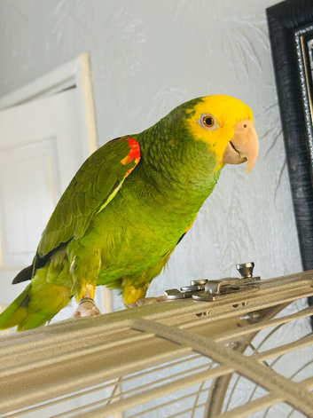 Double Yellow headed amazon
