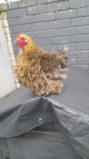 3 mix bantam chickens