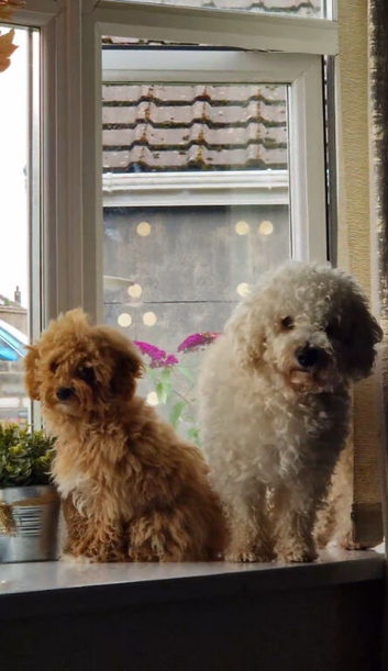 Apricot Boys Poochons