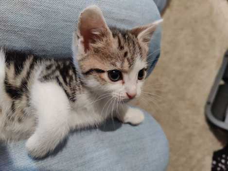Kittens for sale