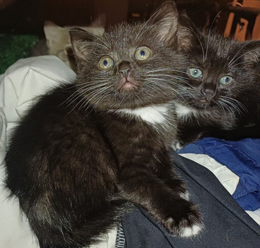 Miniature kittens, ready to go