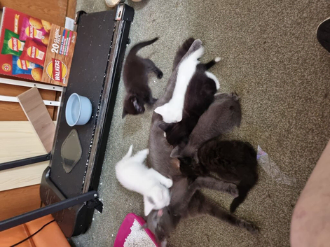 Kittens For sale