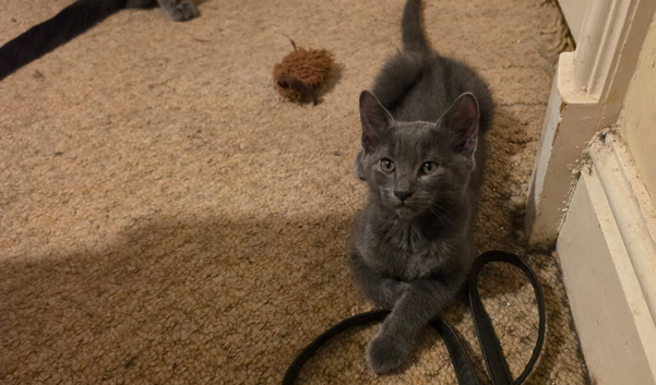 1 Sweet Russian Blue baby boy