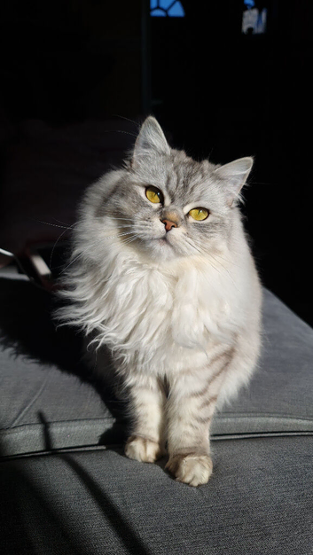 Persian kittens 1 silver girl , 3 silver boys, 2 golden boys