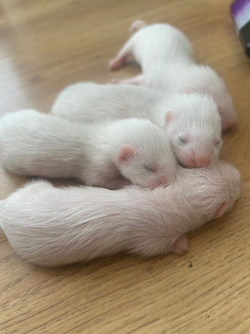 Ferrets for sale