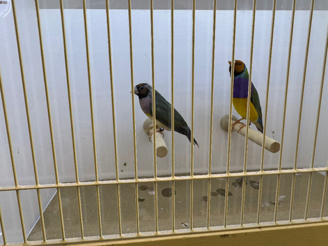 Pair of Gouldian Finches For Sale