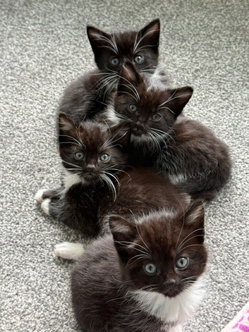 Kittens ready for rehoming