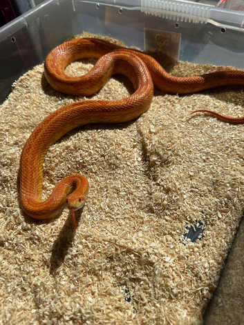 Proven Female Amel Tessera