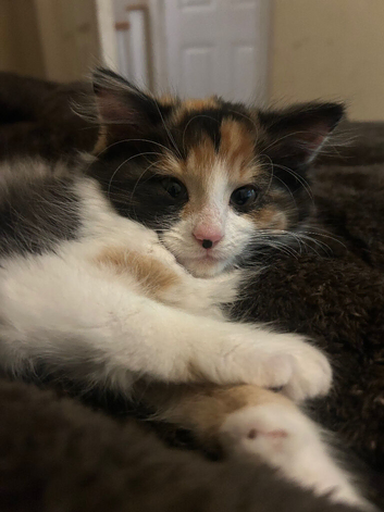 Long hair calico female